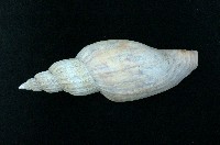 藏品(渦螺)的圖片